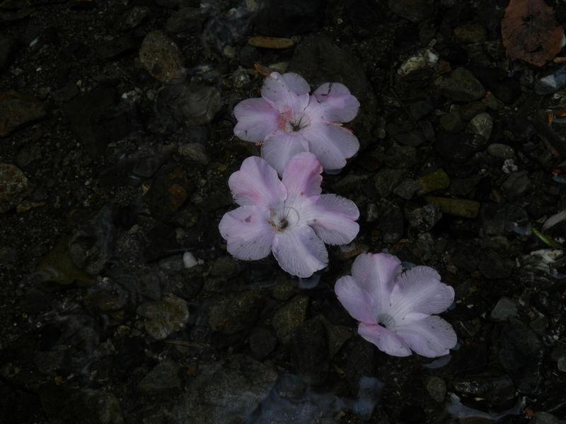 散ったアカヤシオの花を水に浮かべてみた