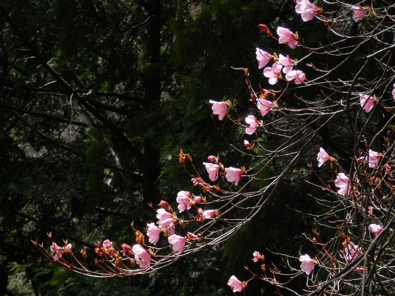 枝垂れ咲きのアカヤシオ