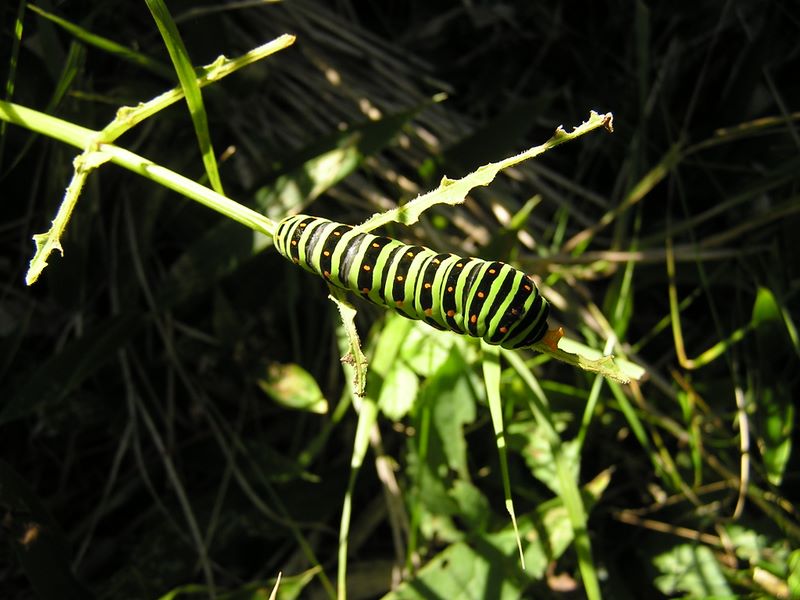 浅間山 -- 食欲旺盛なキアゲハの幼虫