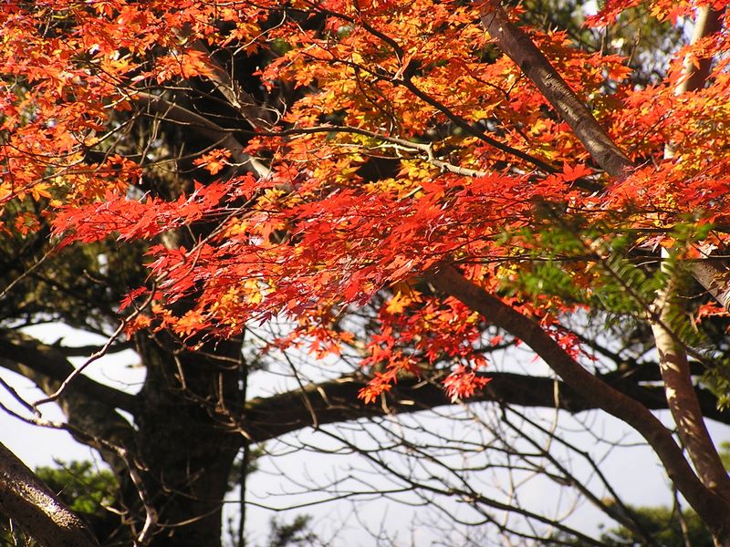 仏果山・高取山 -- 庭木のように美しく紅葉していた