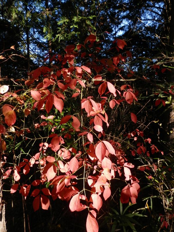 デン笠・甚之函山 -- 赤い葉には、うかつに触れない