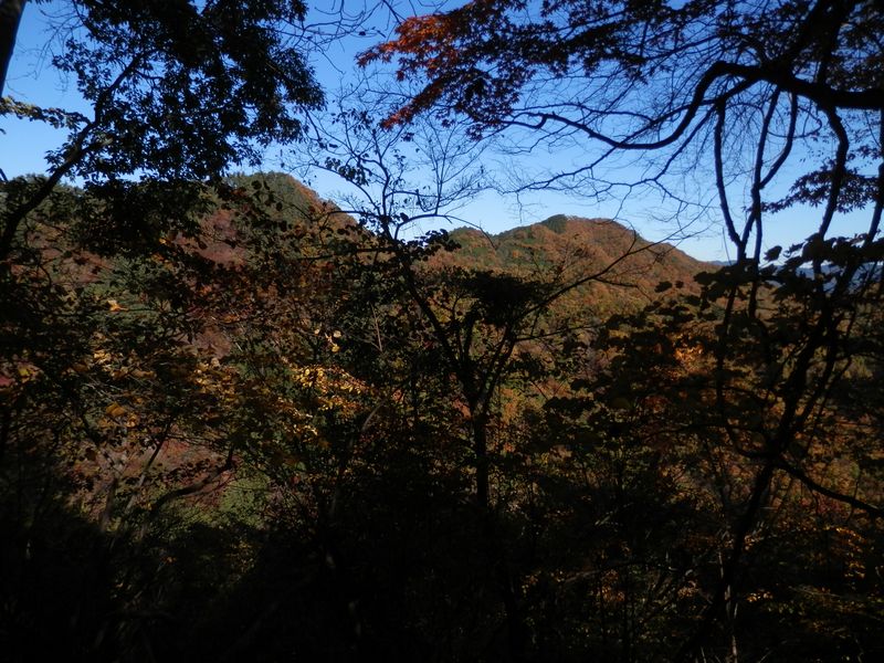 デン笠・甚之函山 -- 枝越しに望む、高柄山