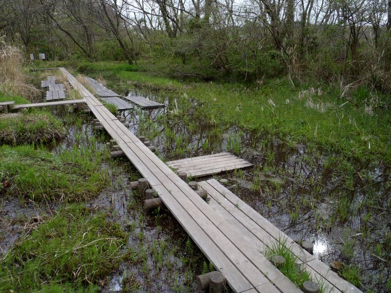 「ヘイケボタルの湿地」
