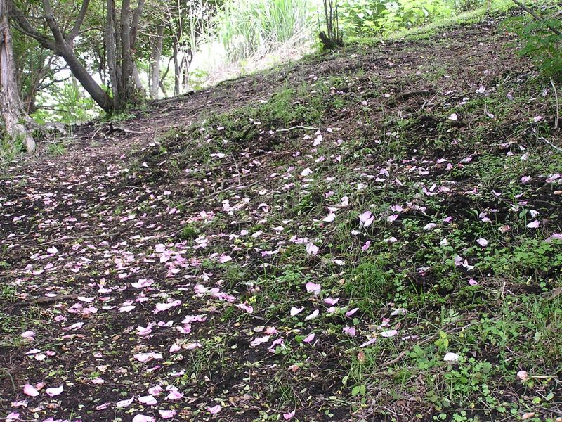不老山 -- 地面には花びらがたくさん