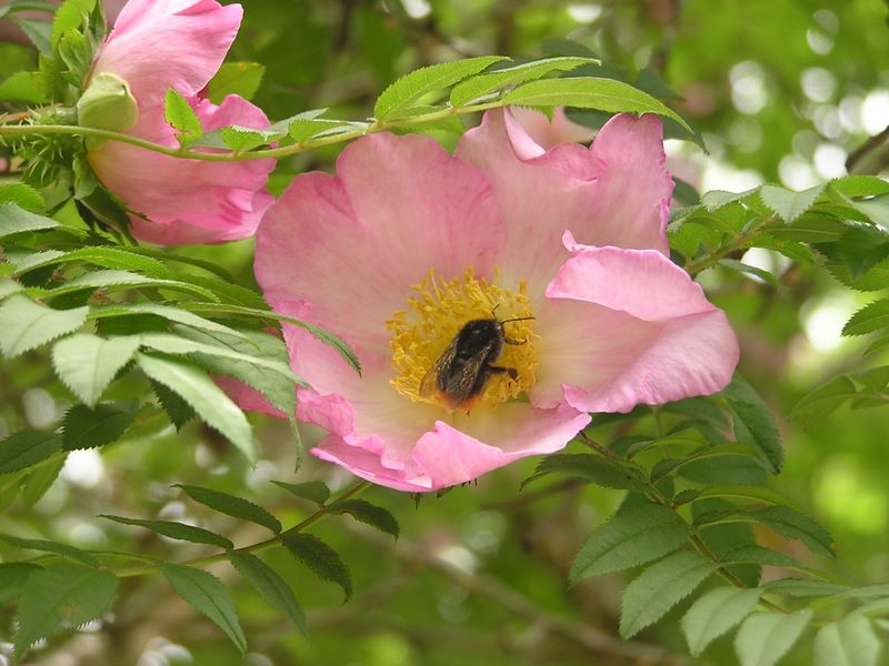 不老山 -- 花が最も歓迎するのは、このタイプの虫ではないか