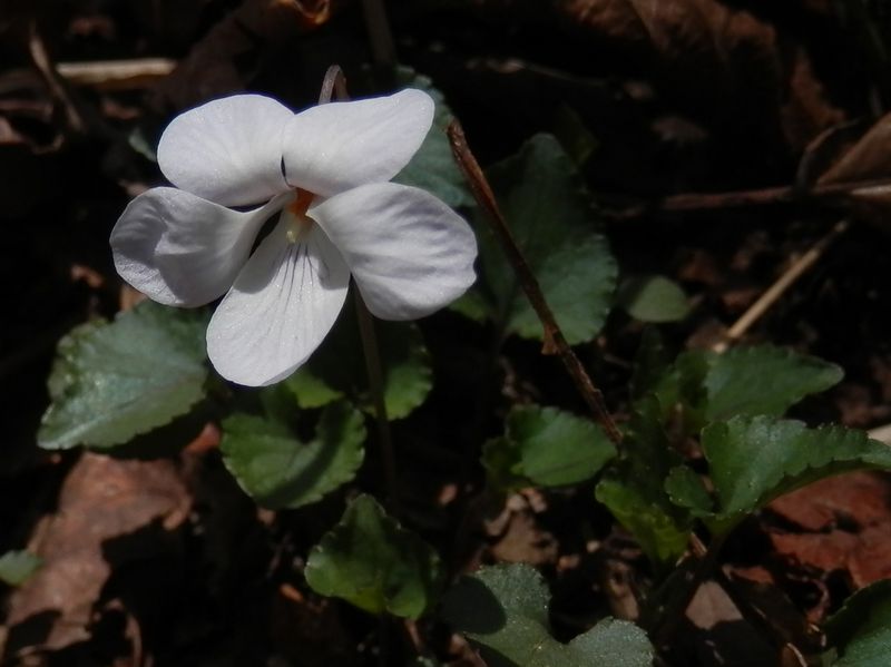 白花のアケボノスミレ