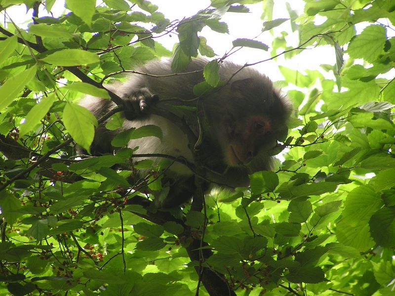 大蔵高丸・ハマイバ丸 -- この猿は、しきりに鳴いていました