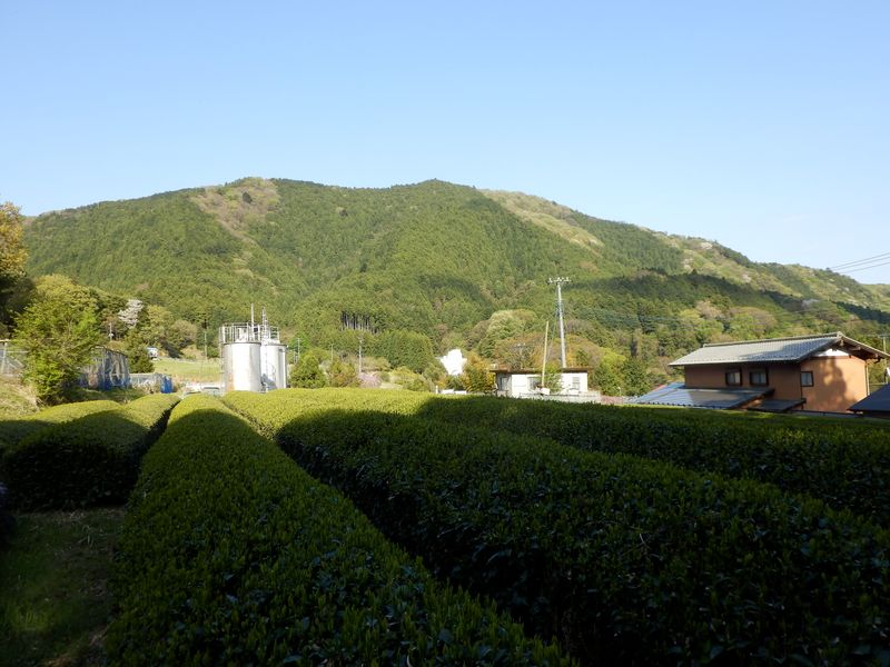 煤ヶ谷高取山と秋葉山と茶畑