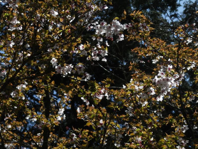 マメザクラは、山頂近くで咲き残っていた