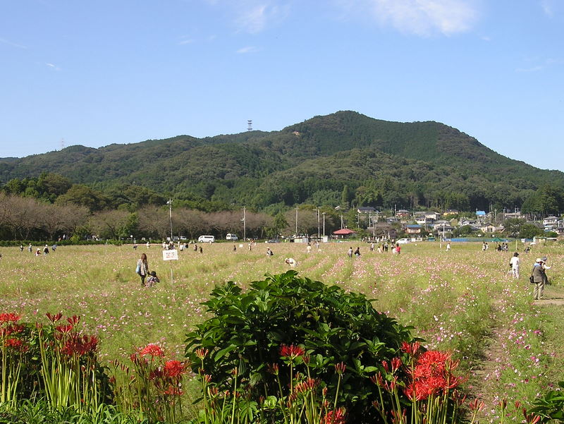 日和田山 -- ヒガンバナ群生地