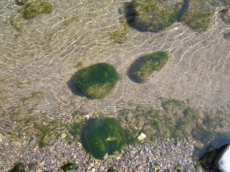 多摩川に、水苔の生した石がたくさん