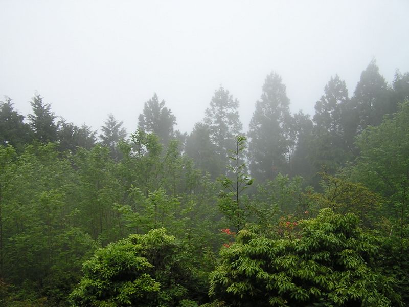 濃い霧に包まれた本仁田山頂。晴れていれば、東面に関東平野が望める