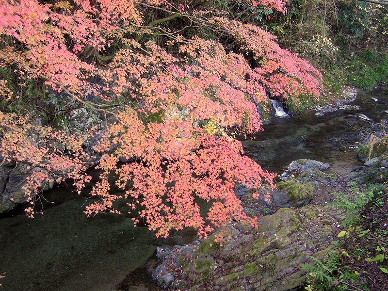 市道山・臼杵山 -- 醍醐川の紅葉を見ながら気分よく歩く