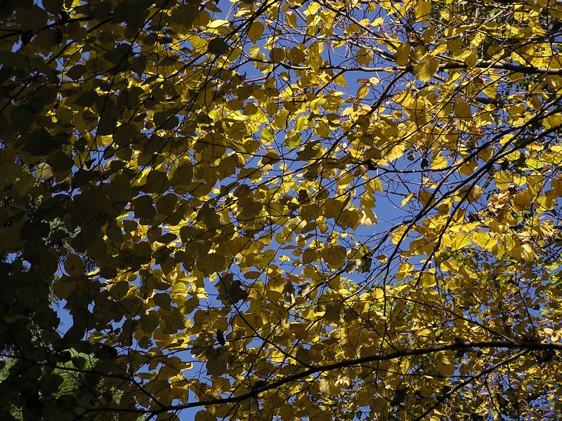 市道山・臼杵山 -- 黄葉もきれい