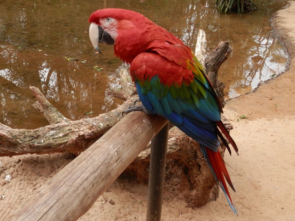 鳥の公園： コンゴウインコ