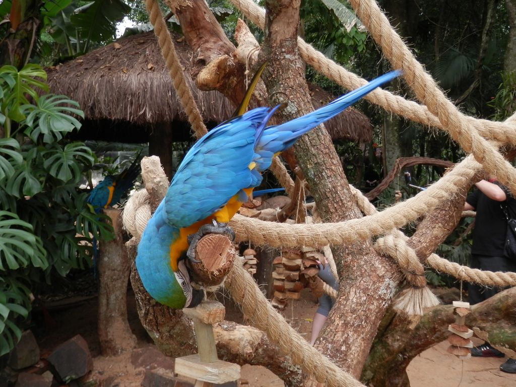 鳥の公園： ルリコンゴウインコ