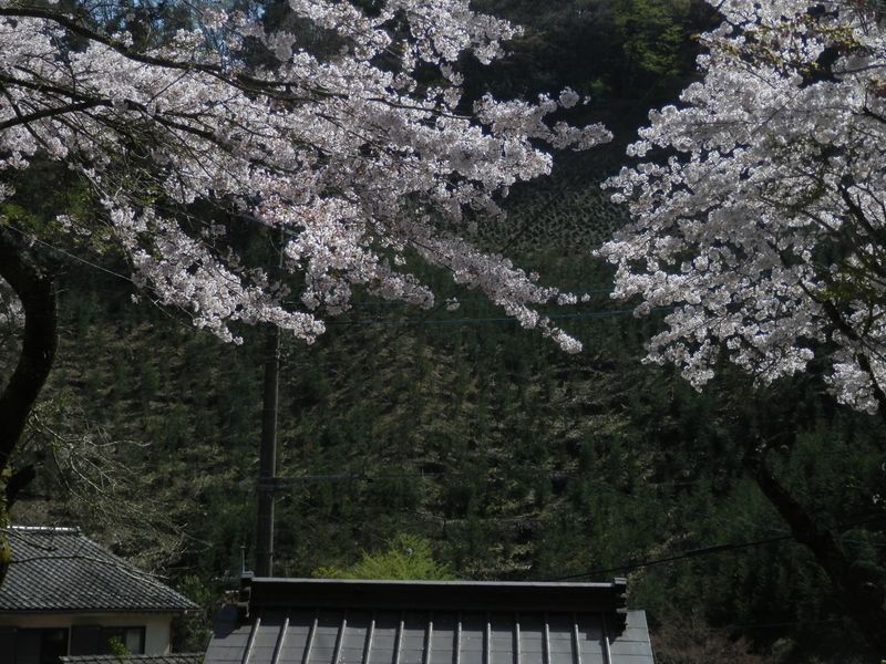高源寺の桜 (2)