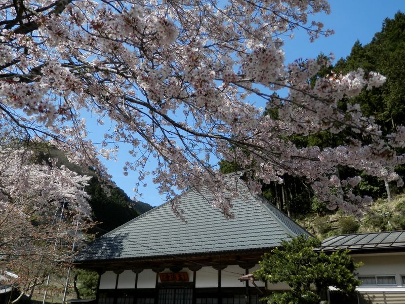 高源寺の桜 (3)