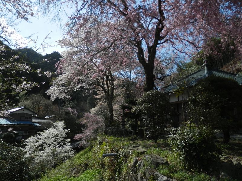 慶徳寺の桜 (2)