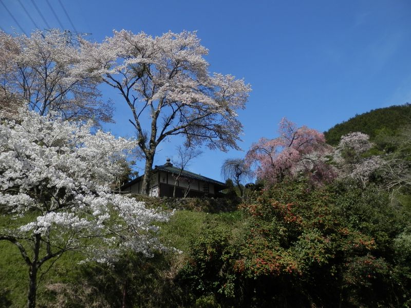 慶徳寺の桜 (3)