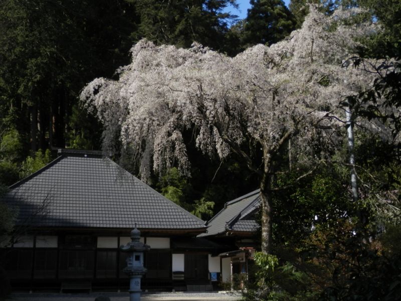 東光寺の枝垂桜