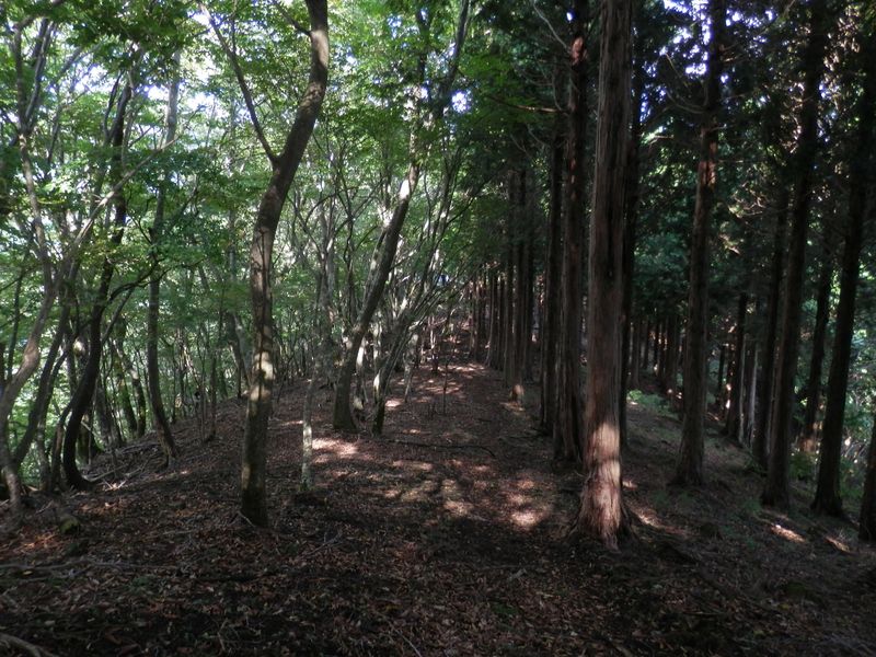 尾根の南面は檜林、北面はブナなどの広葉樹林