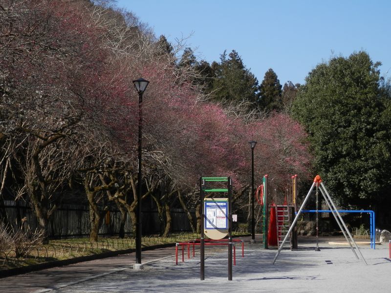 駒木野公園の梅も咲き始め