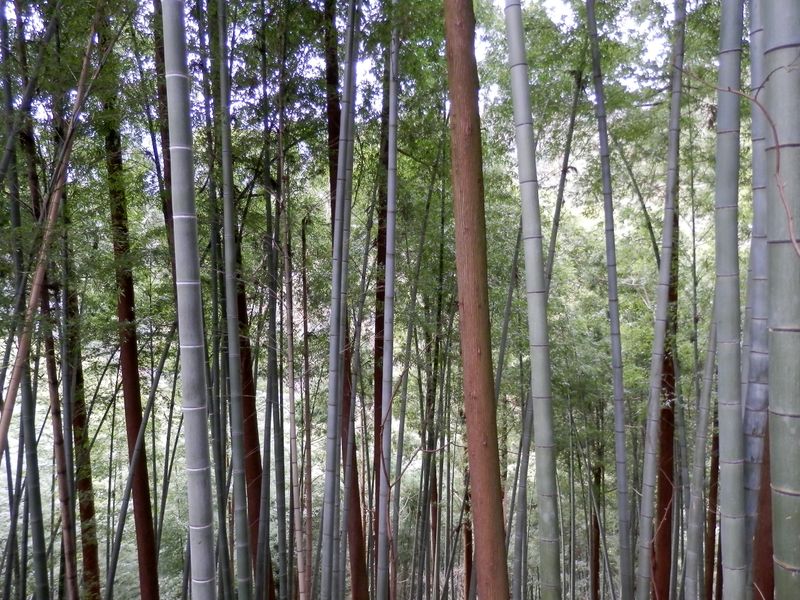 孟宗竹と針葉樹の混合林