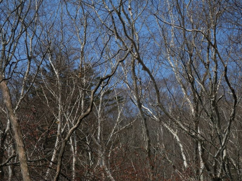 笠取山 -- 広葉樹はまだ緑の芽を伸ばしていない