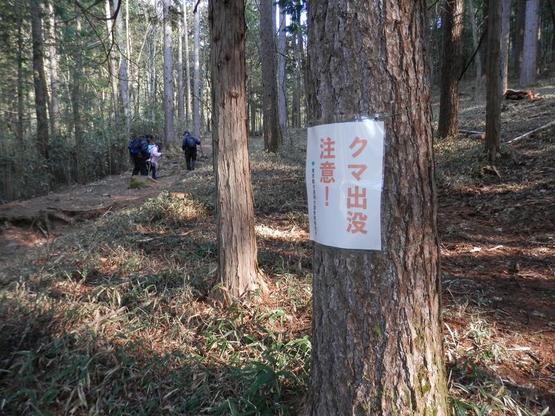 笠取山 -- 静かな針葉樹林