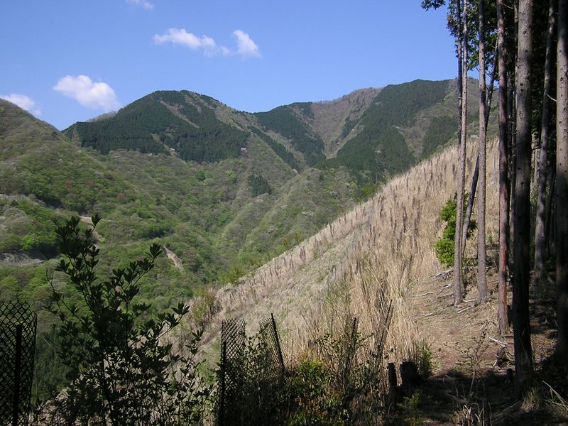 川苔山 -- 大きな伐採地