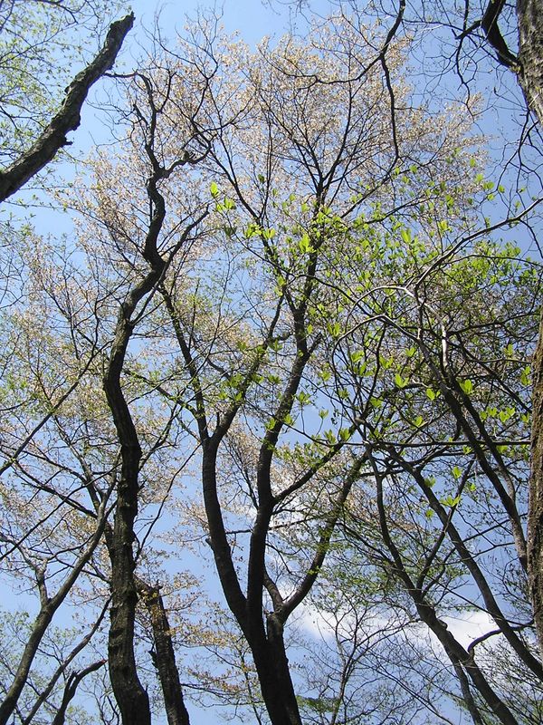 川苔山 -- 樹高30mほどあろうか、堂々たる桜