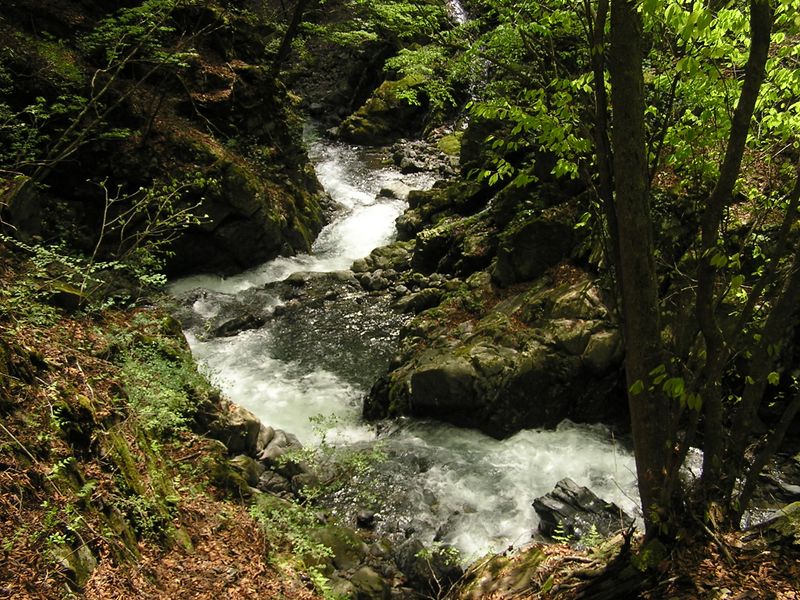 川苔山 -- 川苔谷は豊かな水量で、涼しい風を送ってくれる