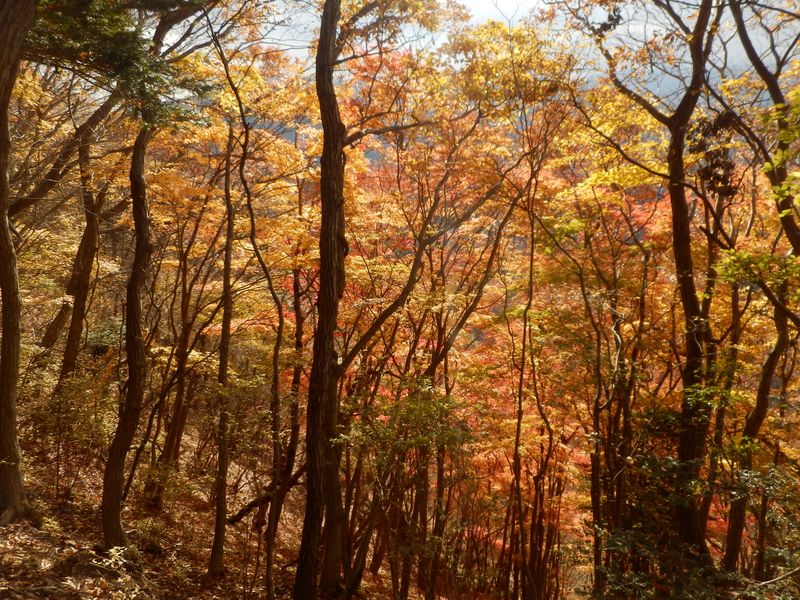 仏果山・土山峠分岐付近の紅葉