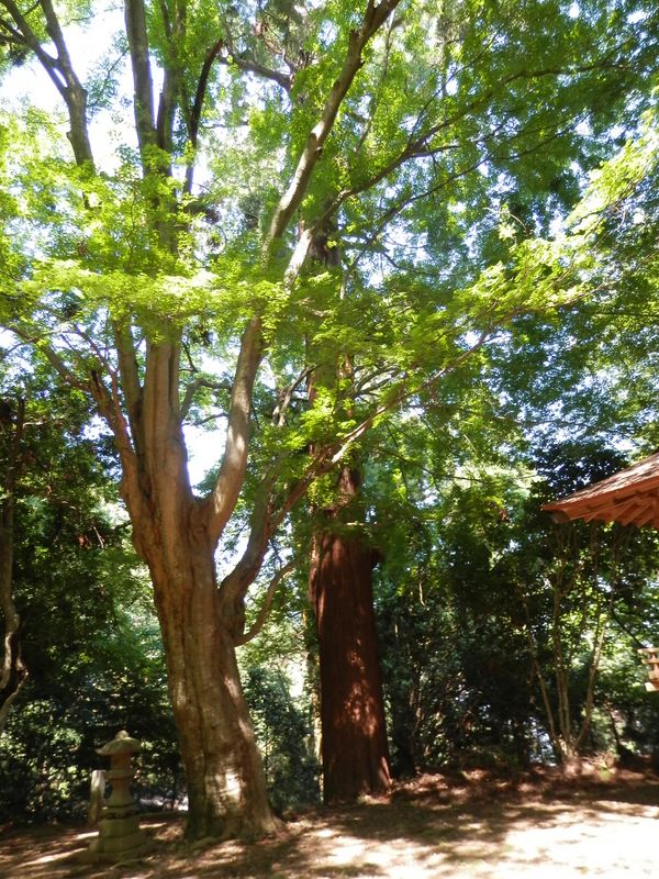 八王子神社に聳える、杉とモミジの巨木