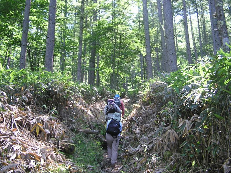 石丸峠への登山道は、笹がきれいに刈られていて歩きやすかった