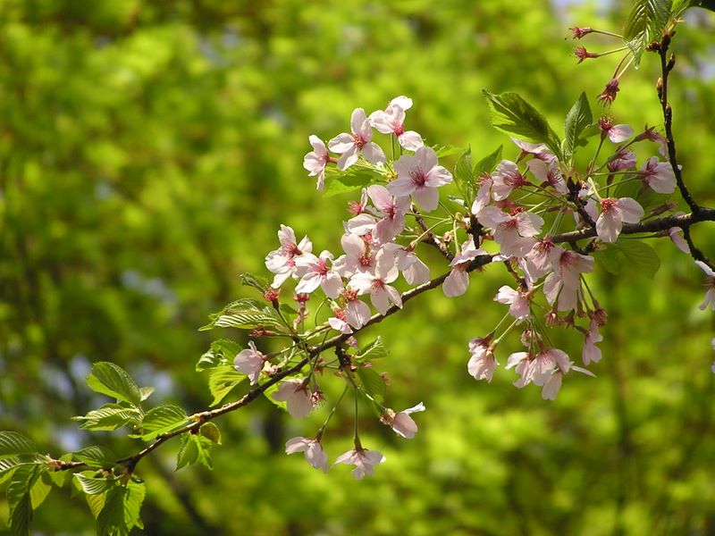 弘法山 -- 美しく散ってこそ桜