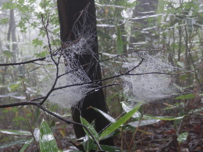 クモの巣に雨滴