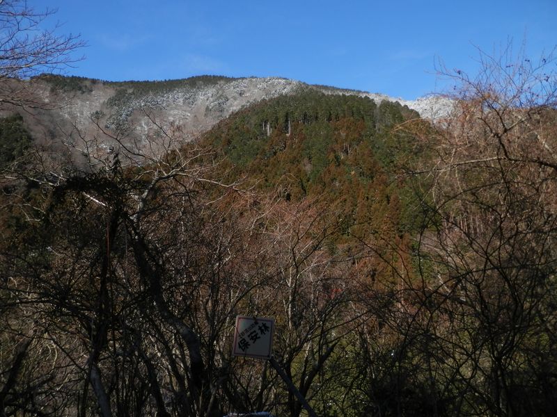 西山林道から櫟山を見上げる