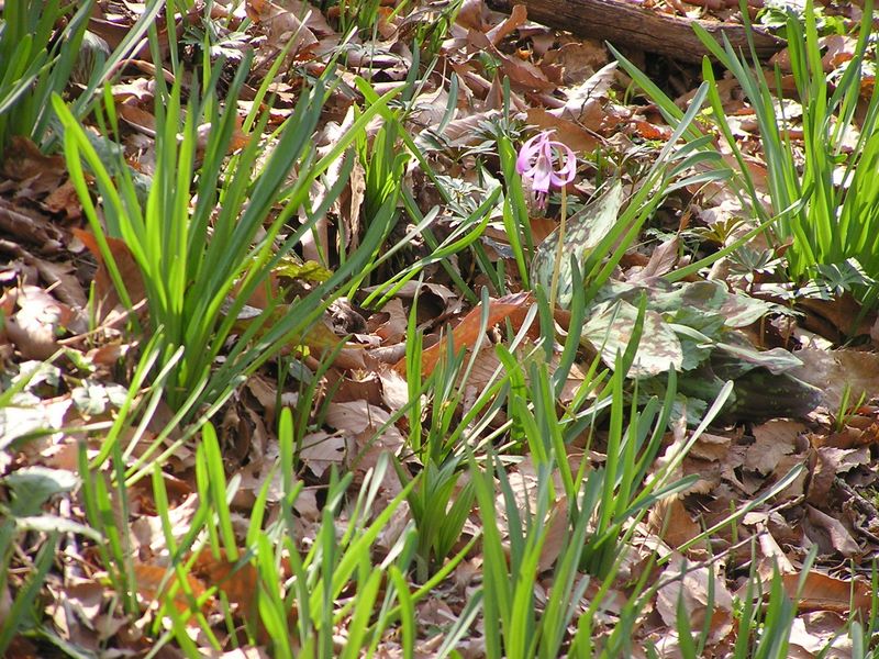 カタクリ・草戸山 -- いろいろな花に先駆けて咲くカタクリ