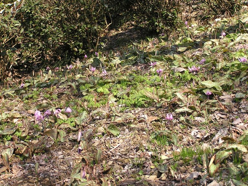 カタクリ・草戸山 -- 日当たりのよい斜面に咲くカタクリ