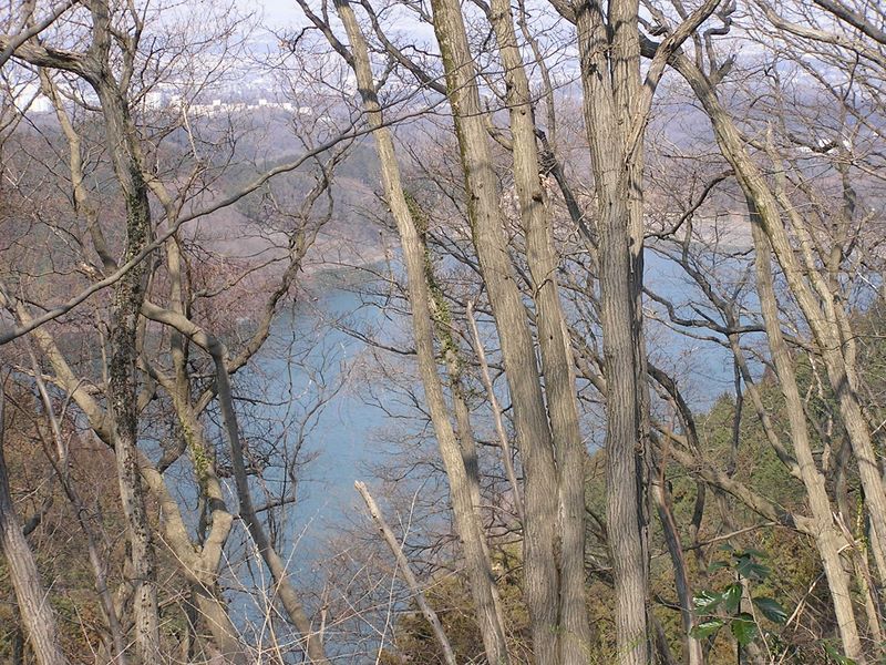 カタクリ・草戸山 -- 枝越しに望む城山湖