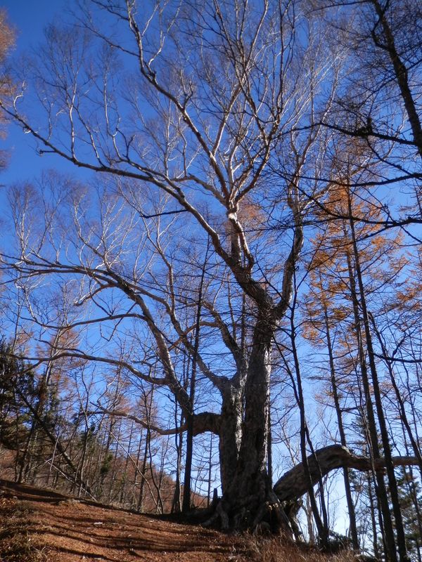 櫛形山 -- ダケカンバの巨木