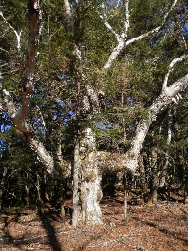 櫛形山 -- 人間みたいな、ダケカンバの古巨木