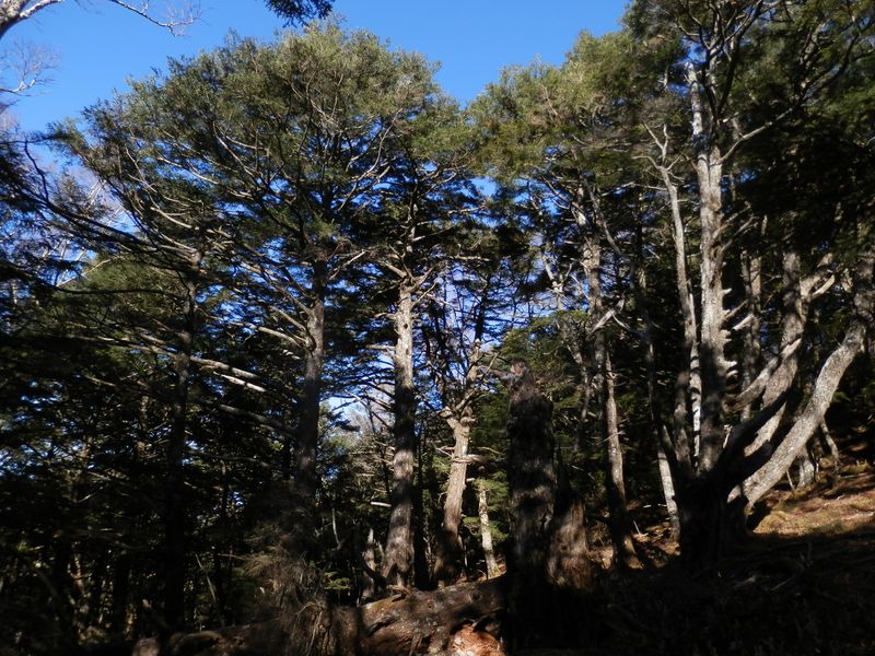 櫛形山 -- コメツガやシラビソの原生林