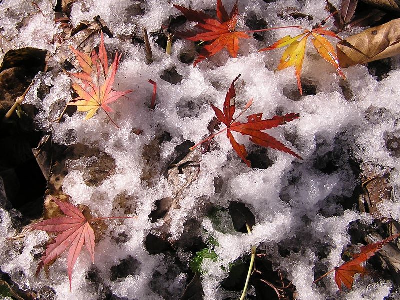 経ヶ岳・華厳山・高取山 -- 雪と落ち葉