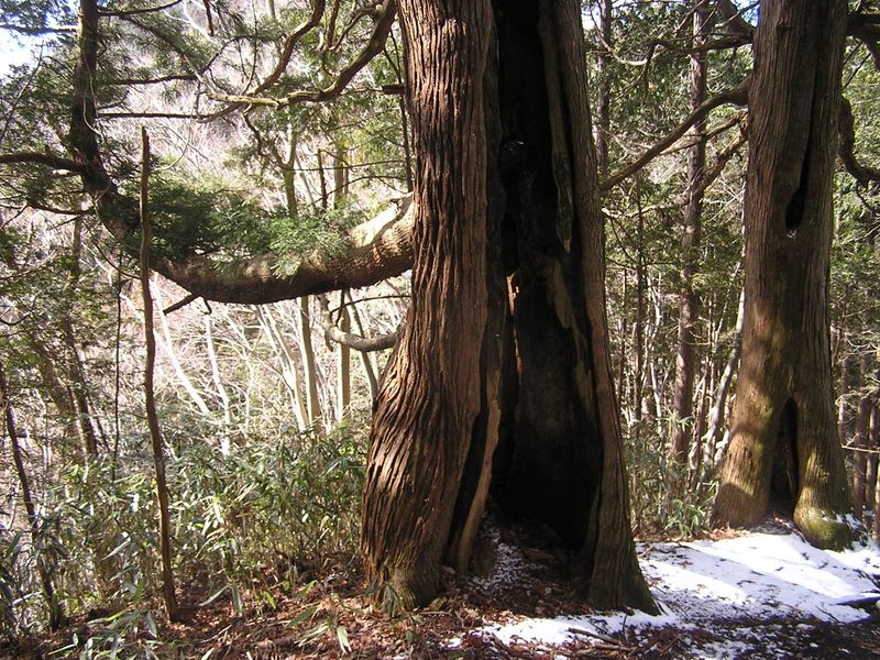 馬頭刈尾根 -- 中が空洞になった杉の大木