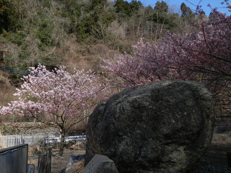 坐禅石と早咲きの桜