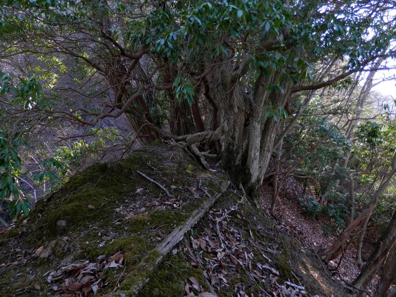 宮ヶ瀬尾根 -- ヤセ尾根に立ちはだかる樹木(1)