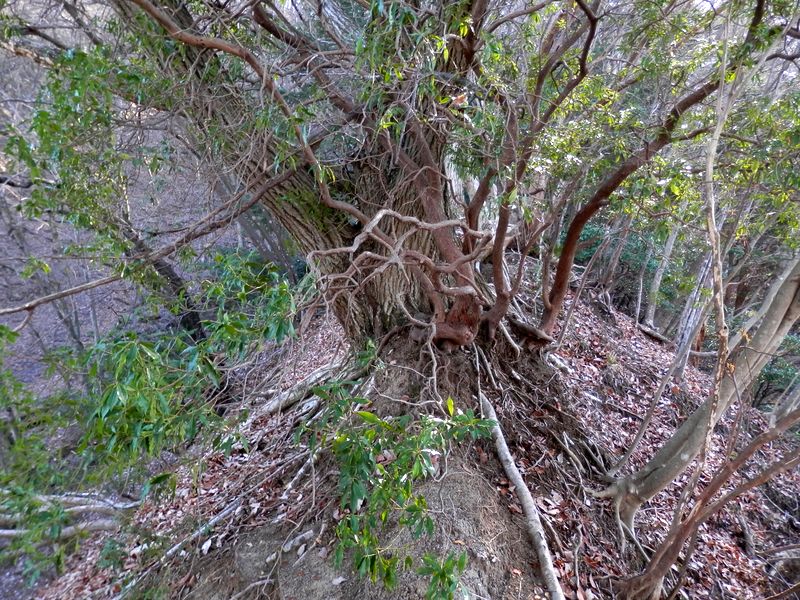 ヤセ尾根に立ちはだかる樹木(2)